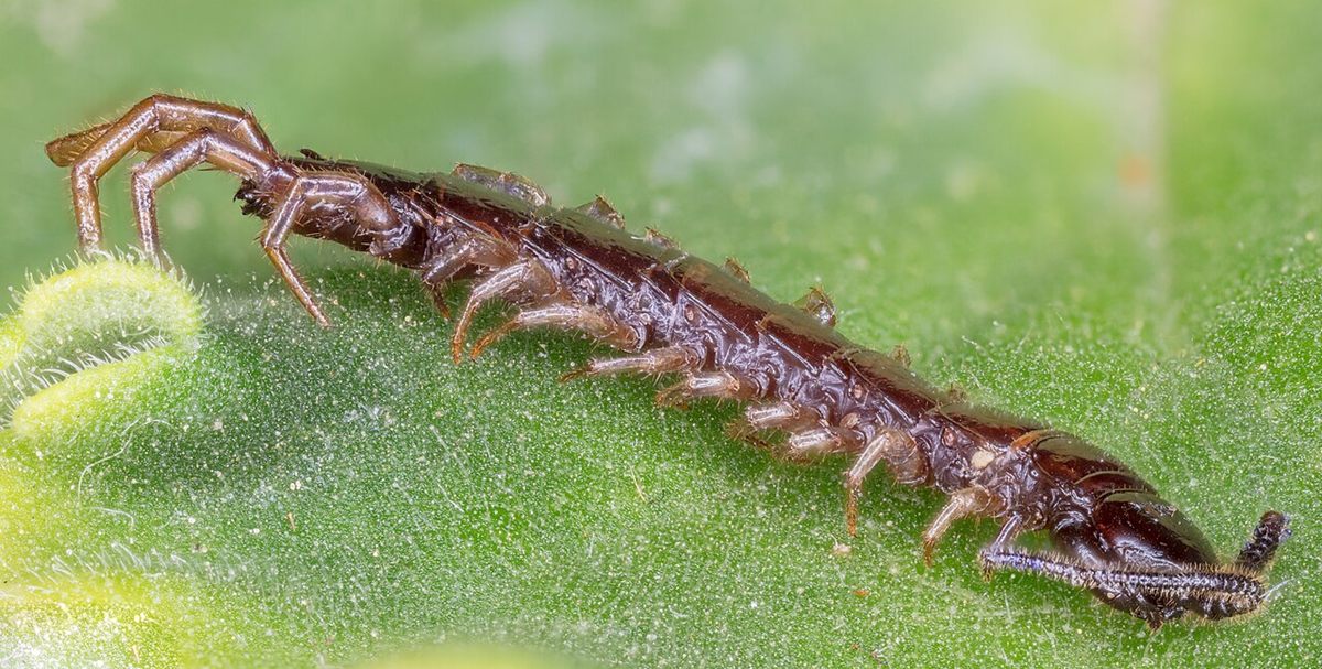 Photo of Brown Centipede (Lithobius forficatus)
