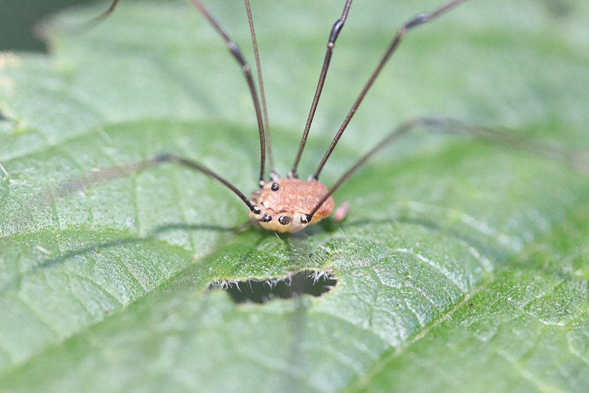 Photo of Brown Harvestman (Leiobunum rotundum)
