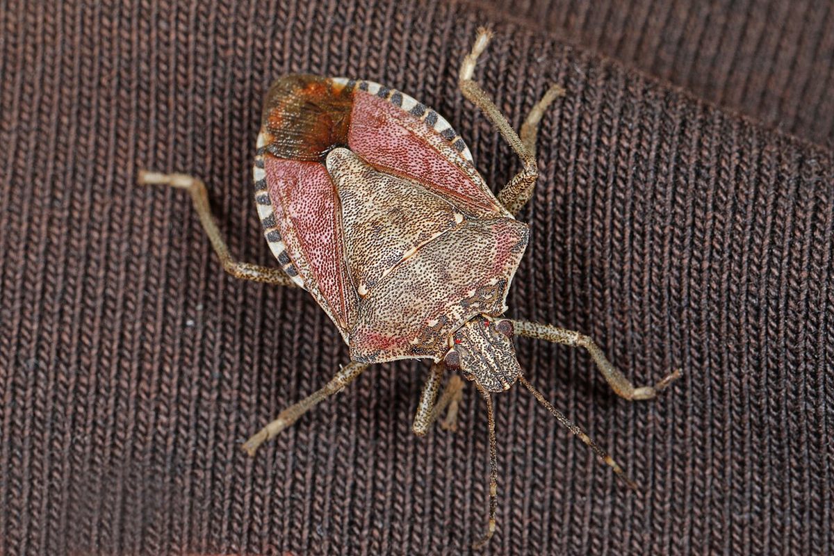 Photo of Brown Marmorated Stink Bug (Halyomorpha halys)