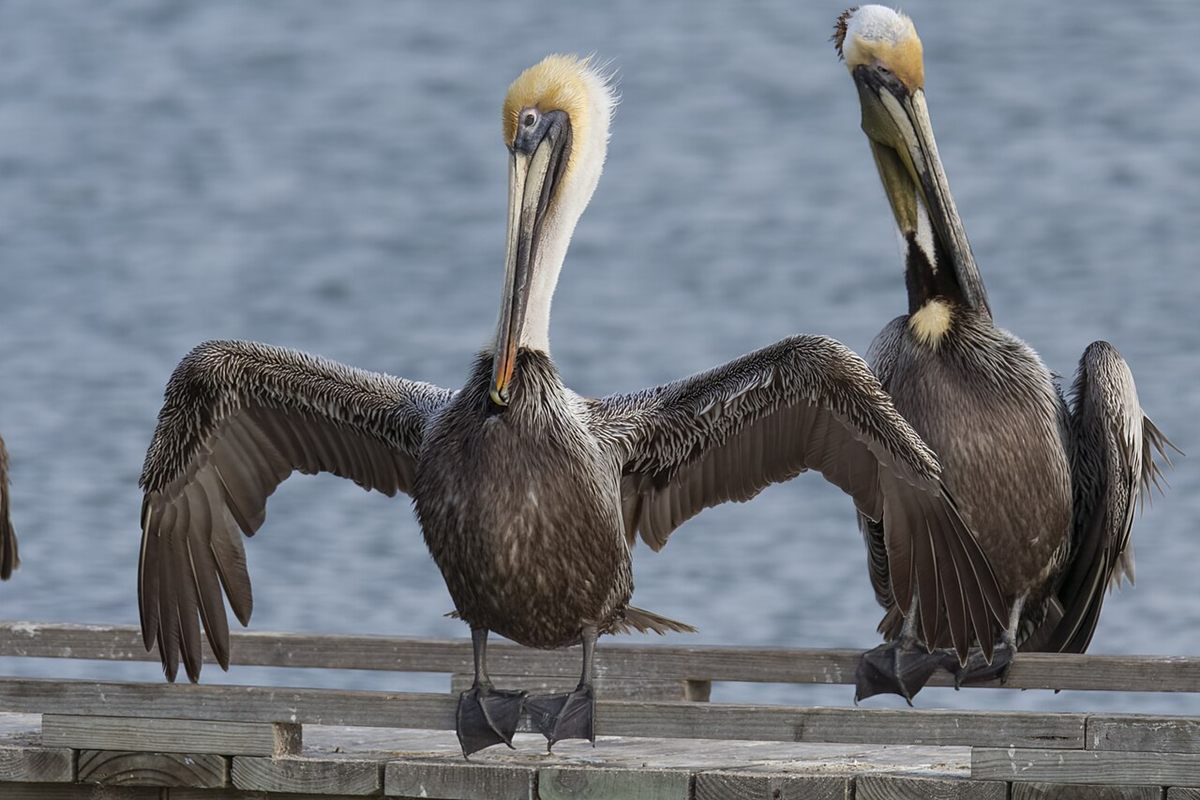 Photo of Brown Pelican (Pelecanus occidentalis)