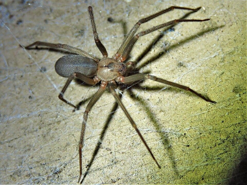 Photo of Brown Recluse (Loxosceles reclusa)