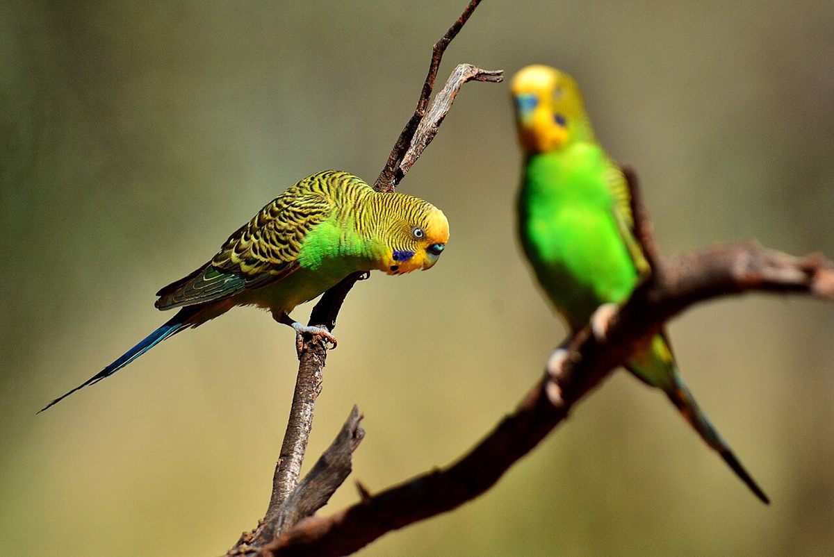 Photo of Budgerigar (Melopsittacus undulatus)