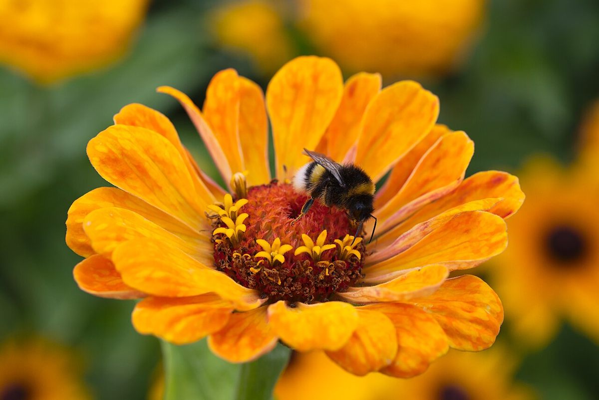 Photo of Buff-tailed Bumblebee (Bombus terrestris)