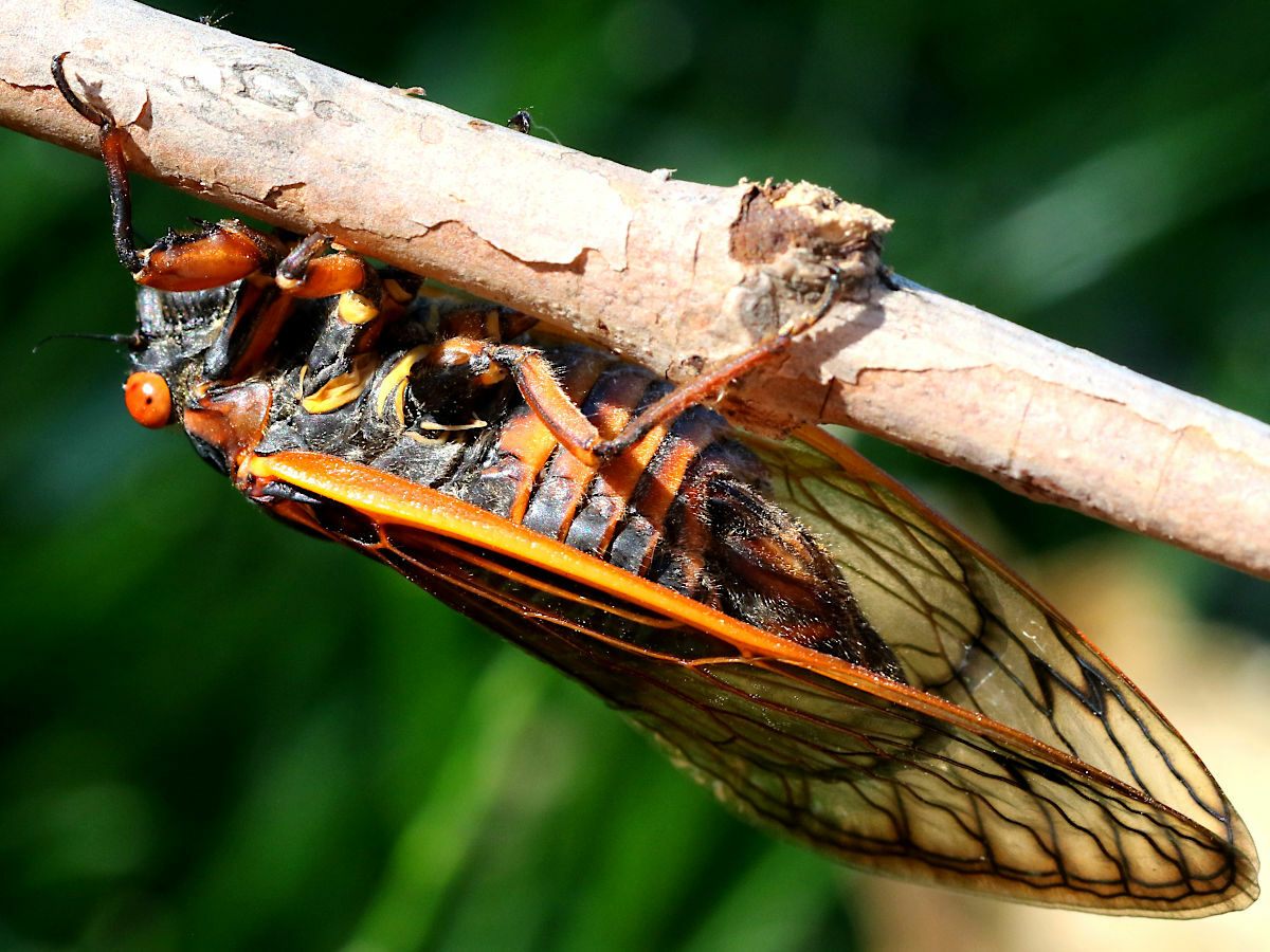Photo of Periodical Cicada (Magicicada septendecim)