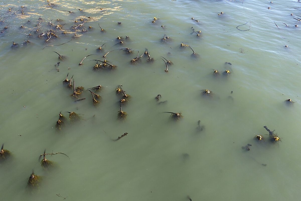 Photo of Bull Kelp (Nereocystis luetkeana)
