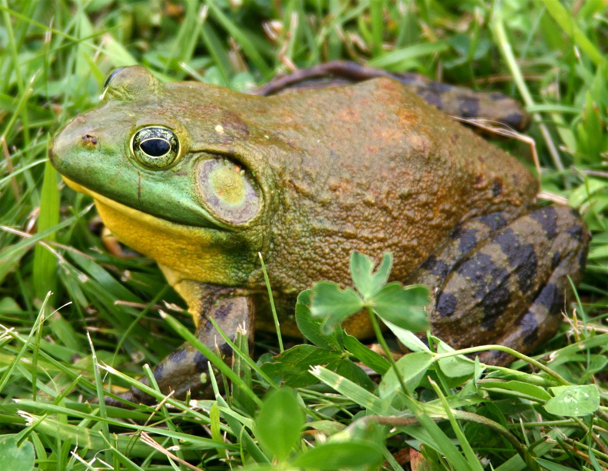 Photo of American Bullfrog (Lithobates catesbeianus)