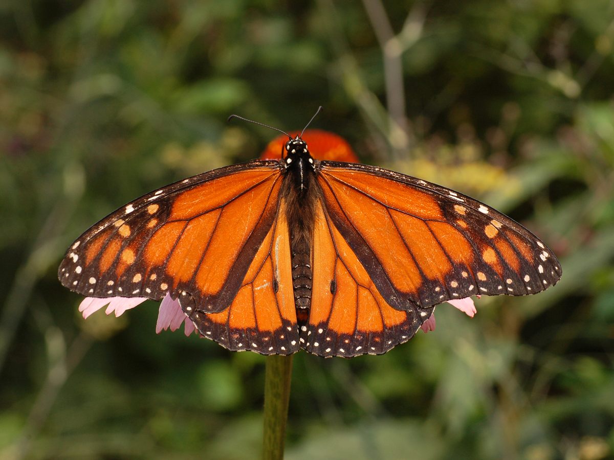 Photo of Monarch Butterfly (Danaus plexippus)
