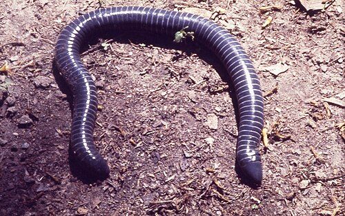 Photo of Ringed Caecilian (Siphonops annulatus)