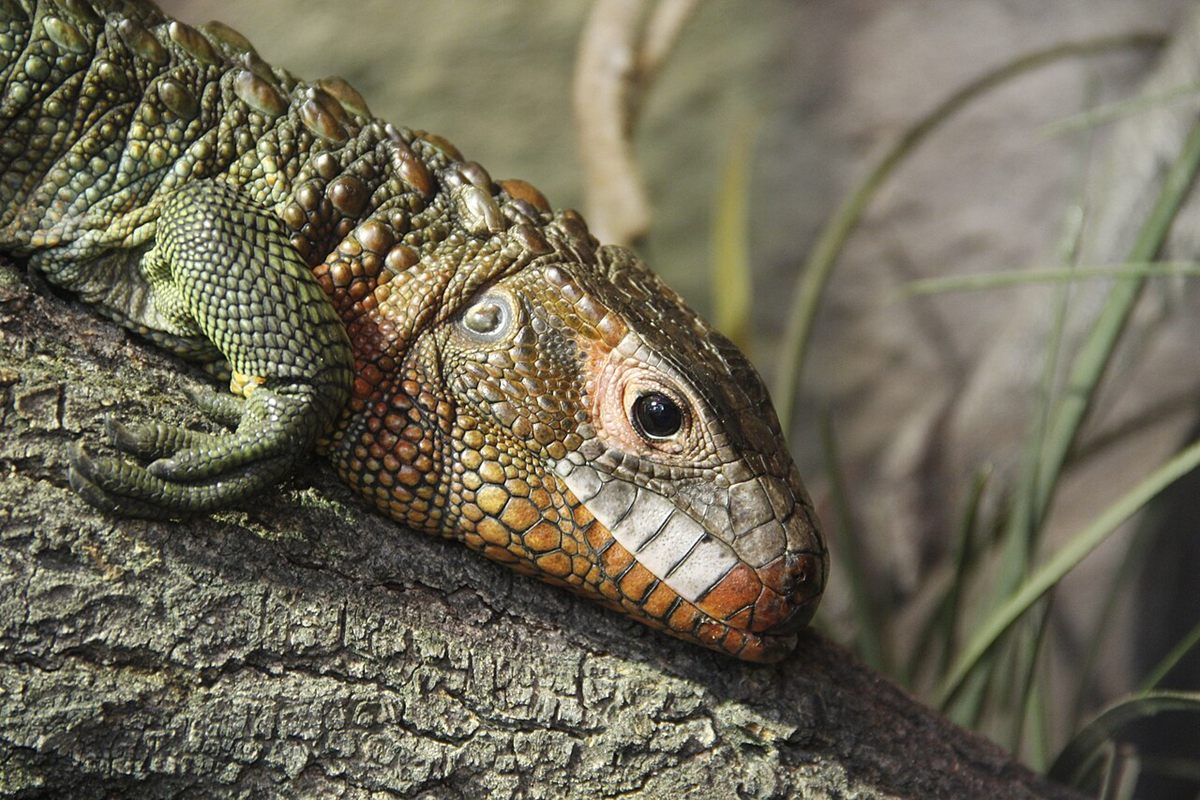 Photo of Caiman Lizard (Dracaena guianensis)