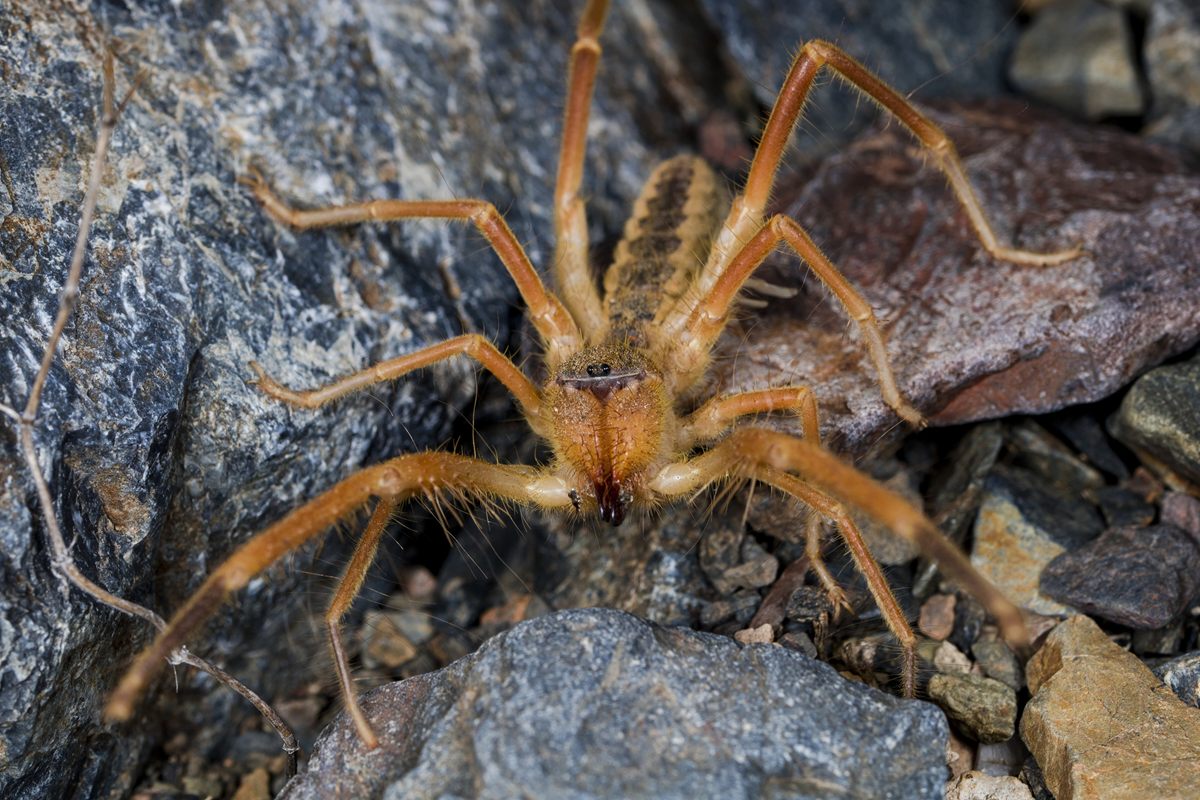 Photo of Giant Camel Spider (Galeodes arabs)