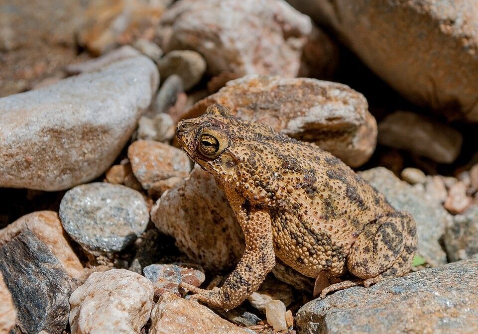 Photo of Cane Toad (Rhinella marina)