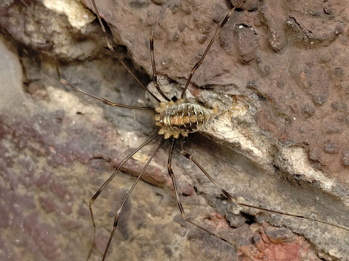 Photo of Canestrini's Harvestman (Opilio canestrinii)