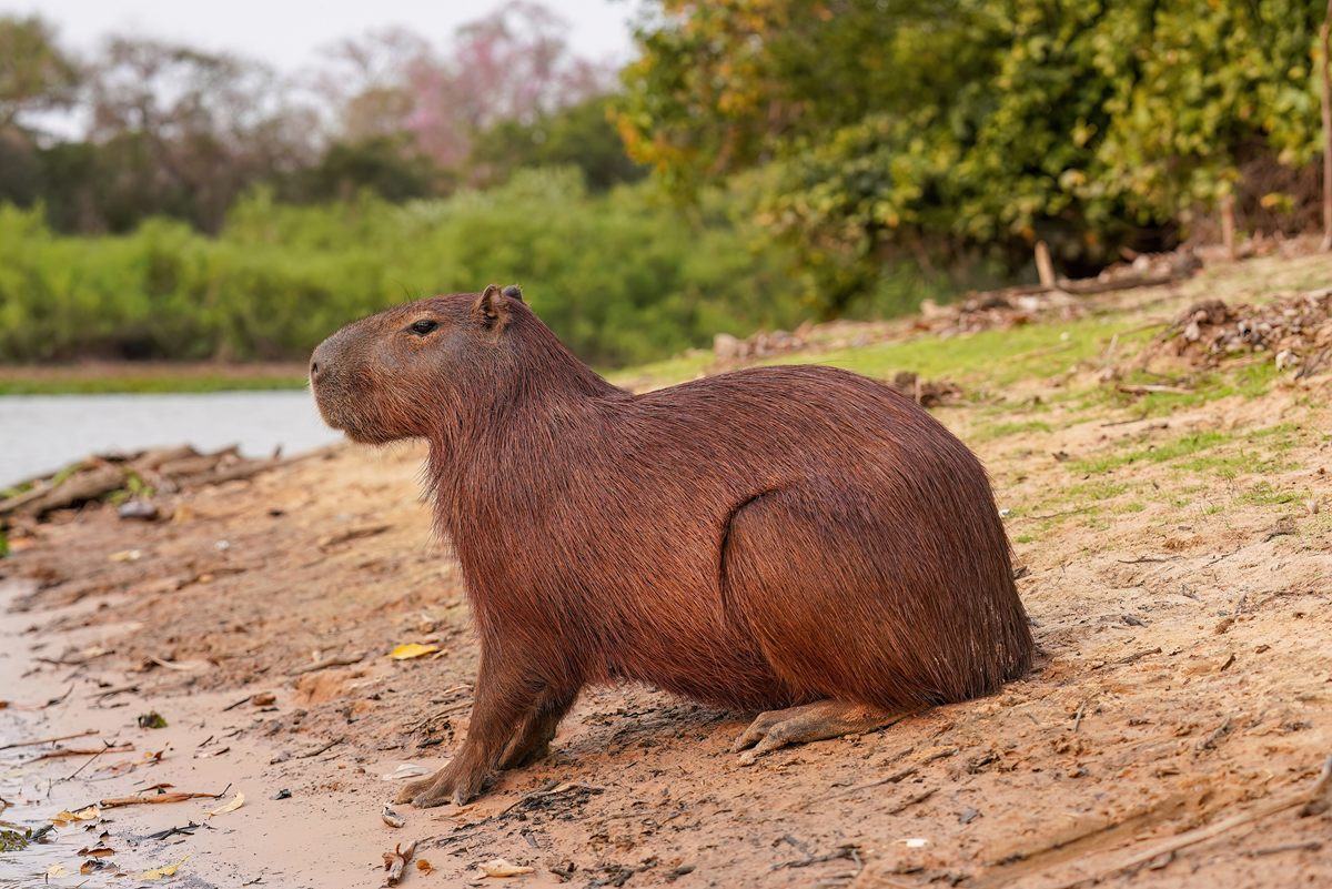Photo of Capybara (Hydrochoerus hydrochaeris)