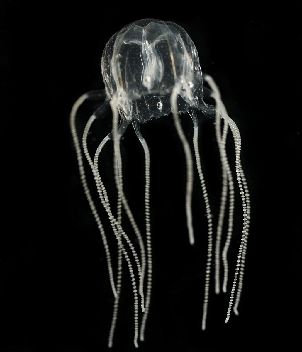 Photo of Caribbean Box Jelly (Tripedalia cystophora)