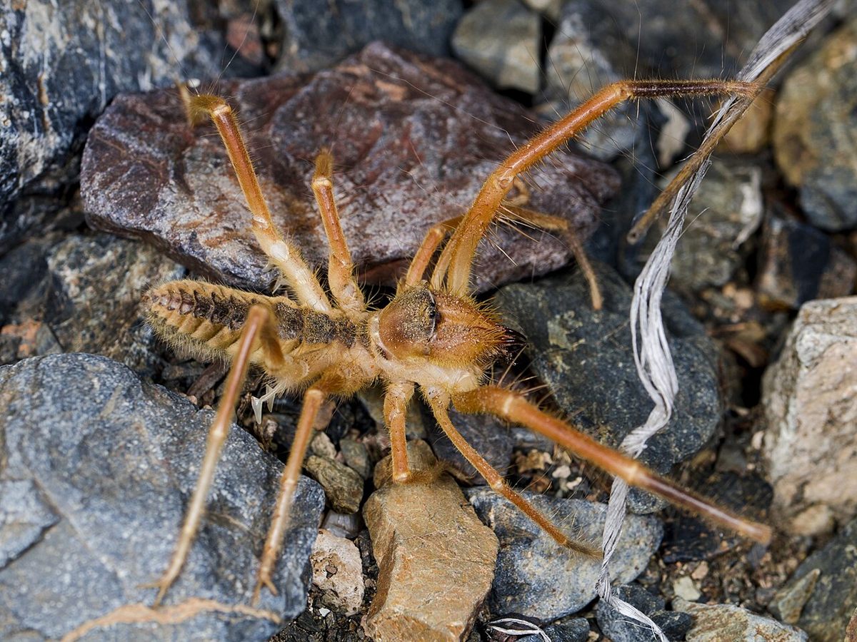 Photo of Caspian Camel Spider (Galeodes caspius)