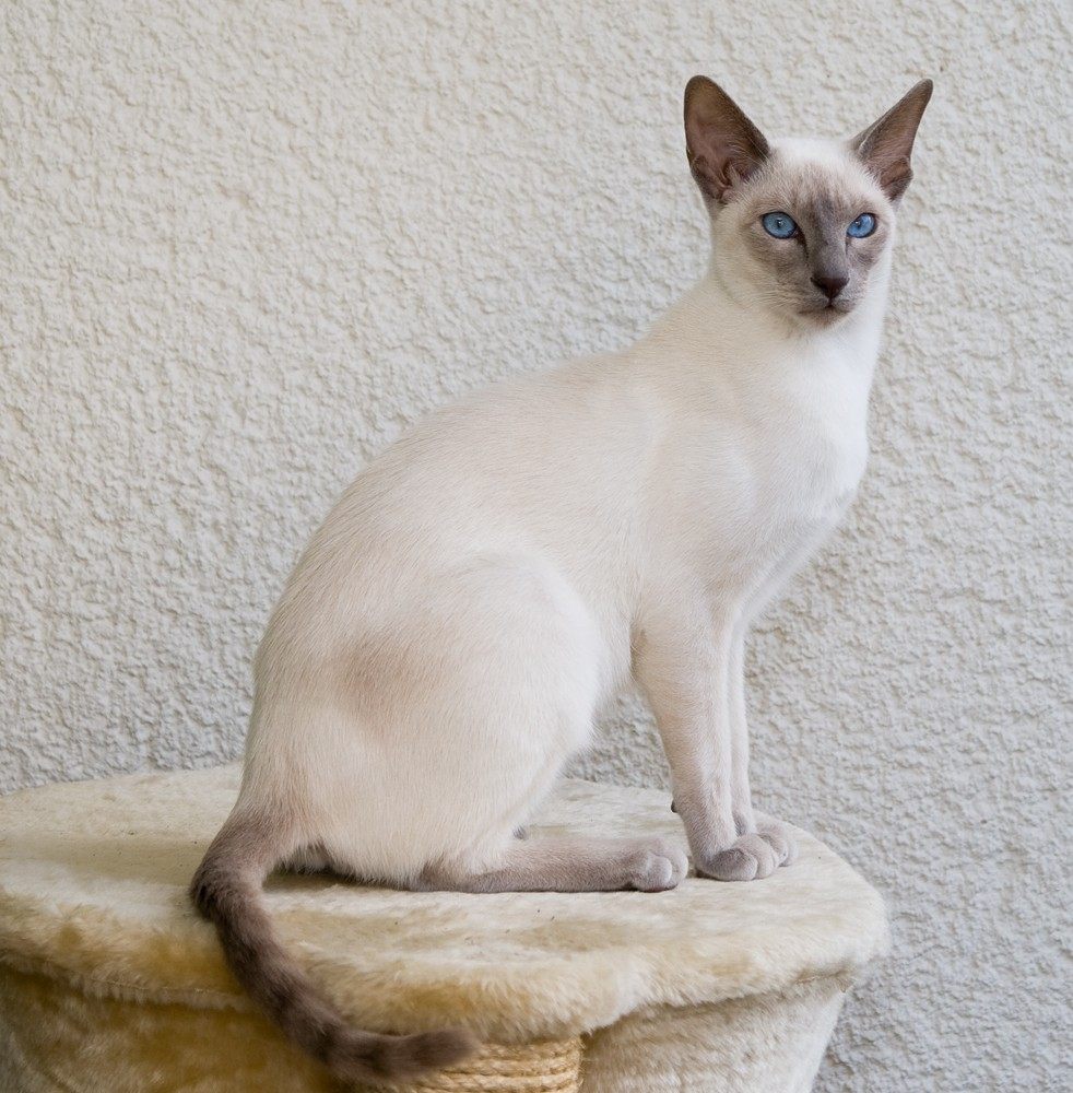 Photo of Domestic Cat (Felis catus)