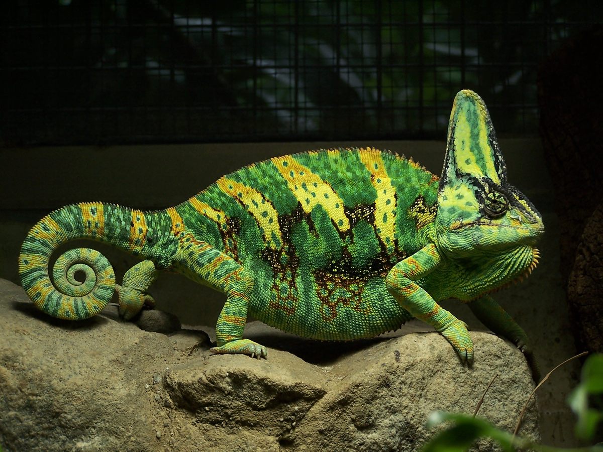 Photo of Veiled Chameleon (Chamaeleo calyptratus)