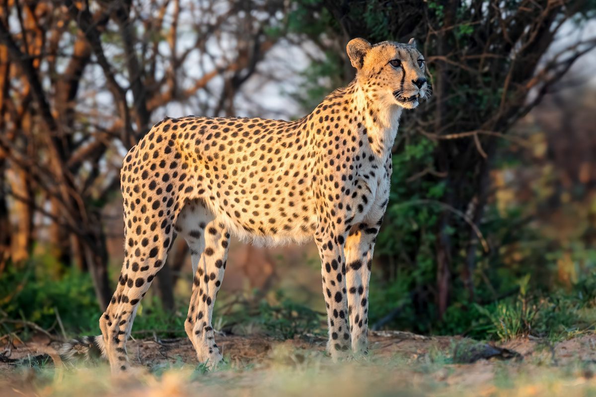 Photo of Cheetah (Acinonyx jubatus)