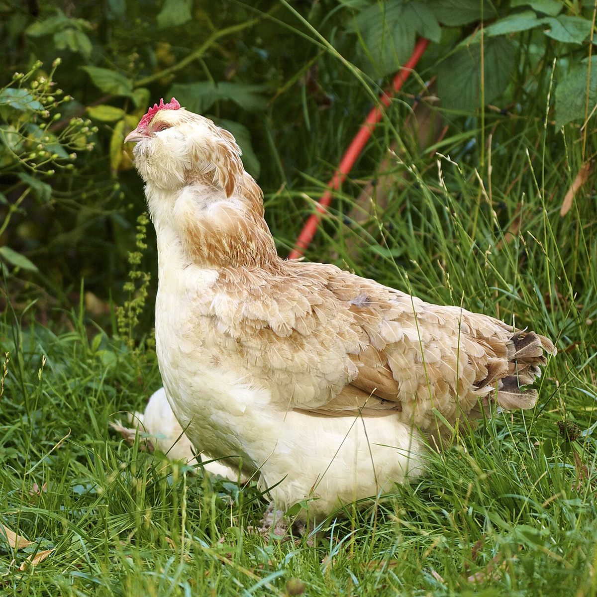 Photo of Domestic Chicken (Gallus gallus domesticus)