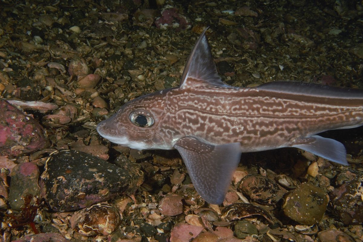 Photo of Chimaera / Ghost Shark (Chimaera monstrosa)