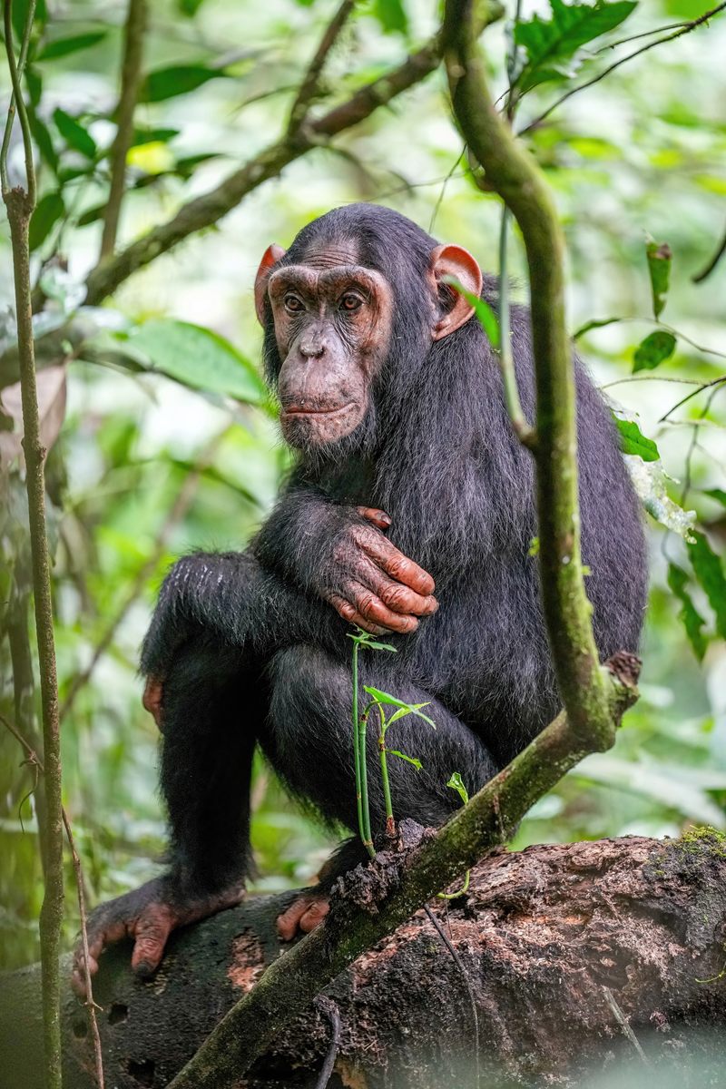 Photo of Chimpanzee (Pan troglodytes)