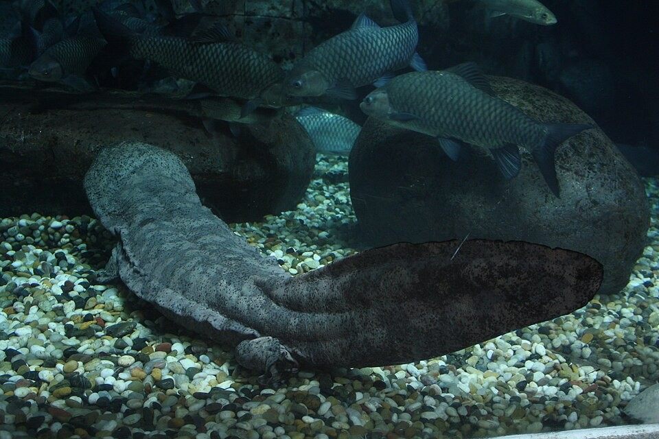 Photo of Chinese Giant Salamander (Andrias davidianus)