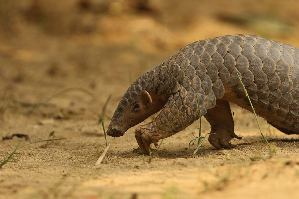 Photo of Chinese Pangolin (Manis pentadactyla)