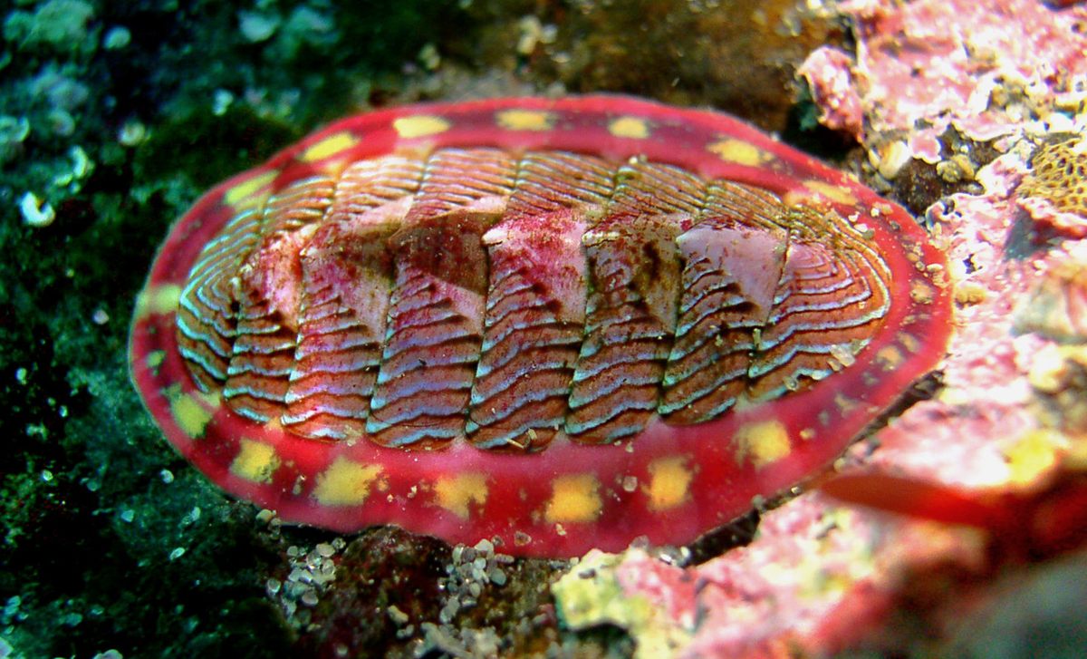 Photo of Lined Chiton (Tonicella lineata)