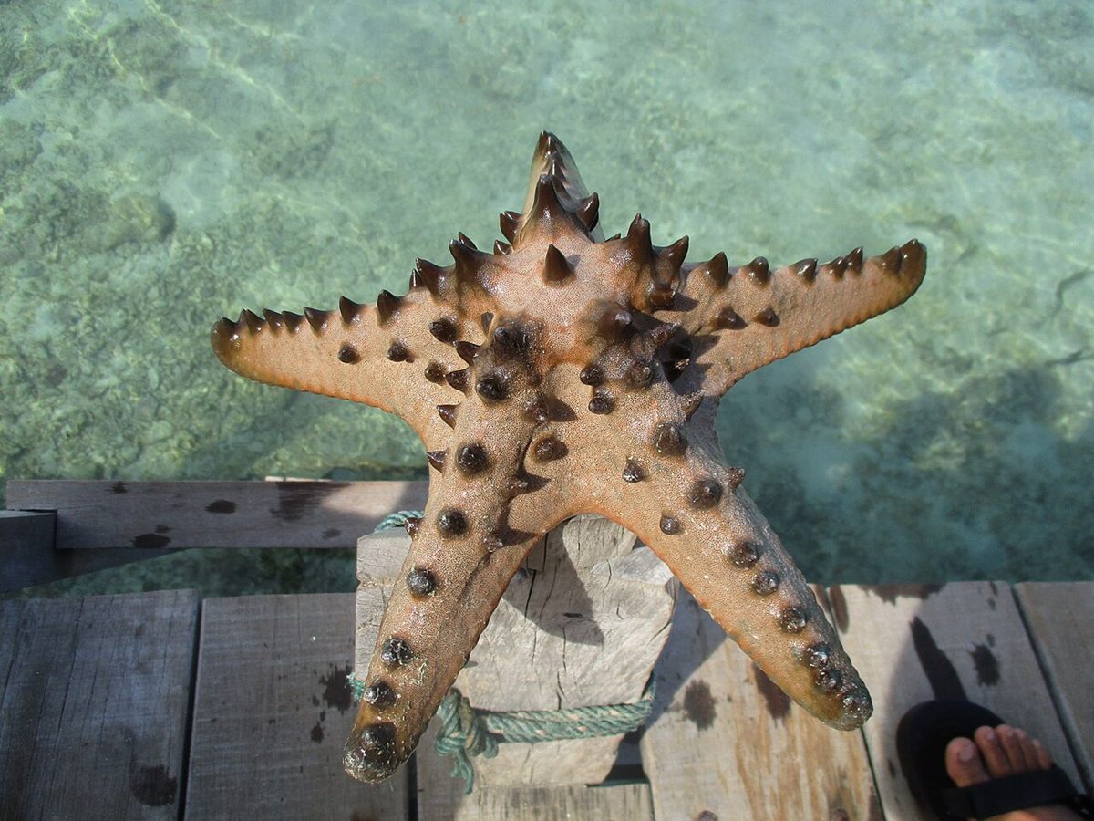 Photo of Chocolate Chip Sea Star (Protoreaster nodosus)