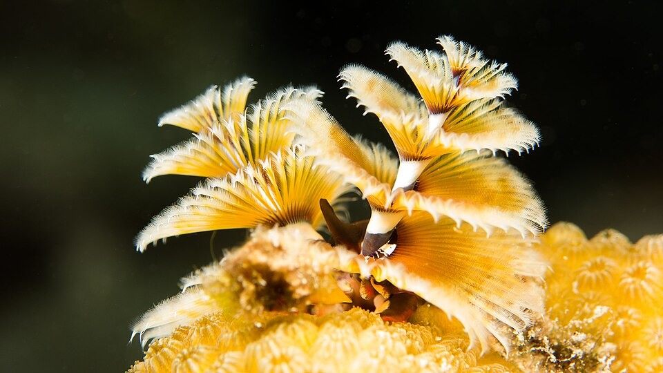 Photo of Christmas Tree Worm (Spirobranchus giganteus)
