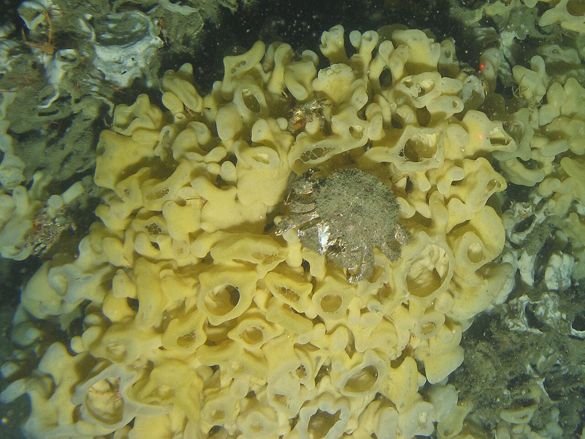 Photo of Cloud Sponge (Aphrocallistes vastus)