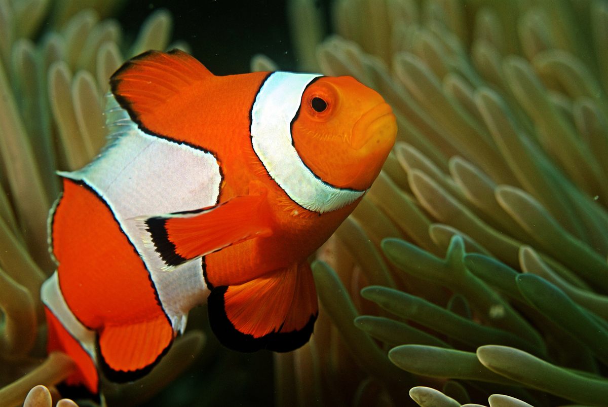 Photo of Ocellaris Clownfish (Amphiprion ocellaris)