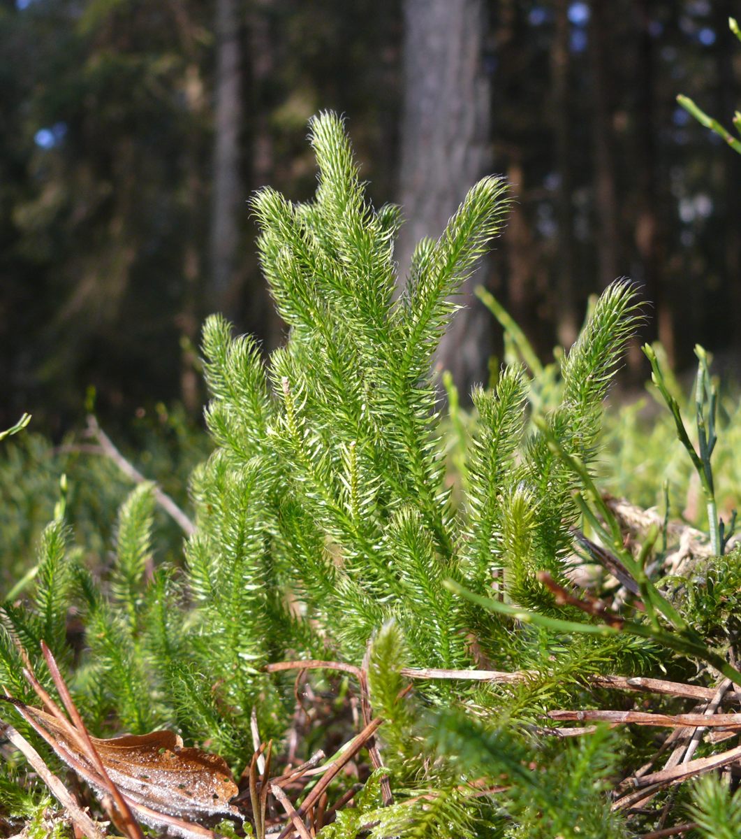 Photo of Common Clubmoss (Lycopodium clavatum)