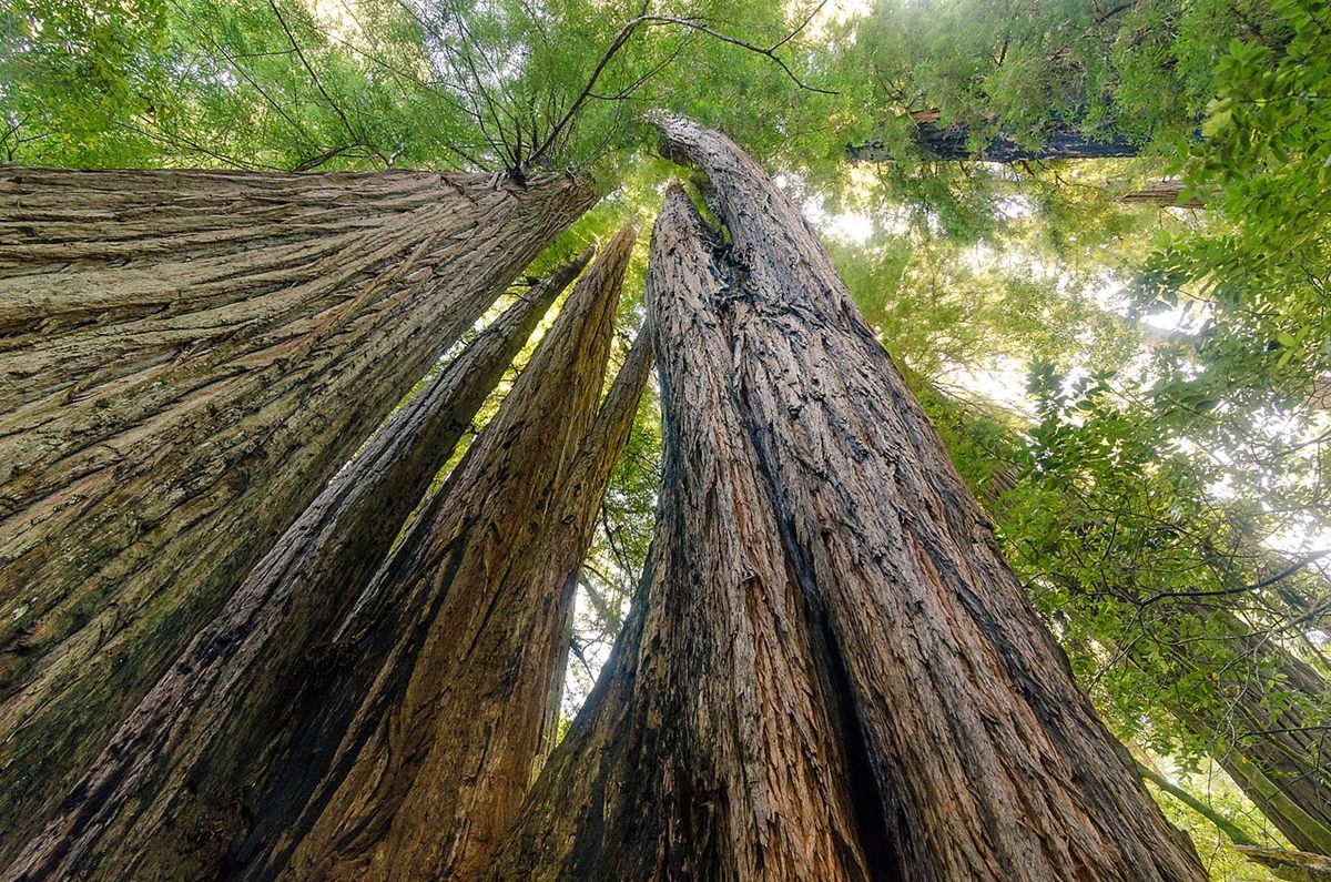 Photo of Coast Redwood (Sequoia sempervirens)