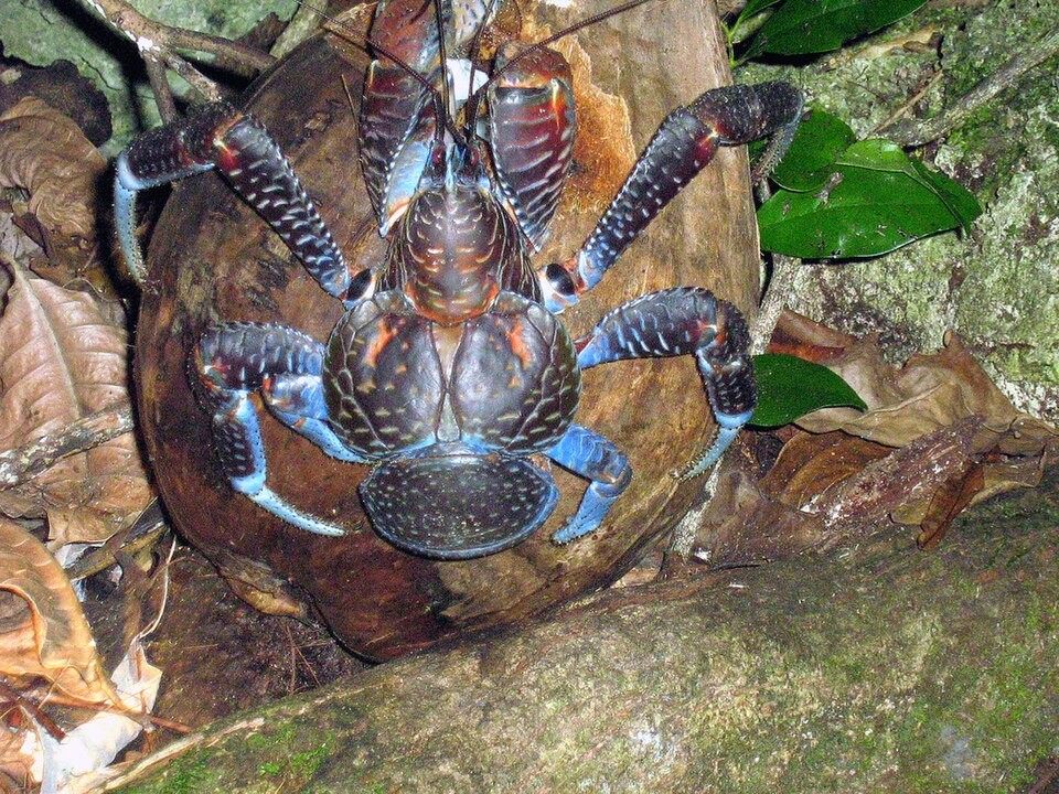 Photo of Coconut Crab (Birgus latro)