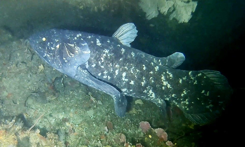 Photo of West Indian Ocean Coelacanth (Latimeria chalumnae)