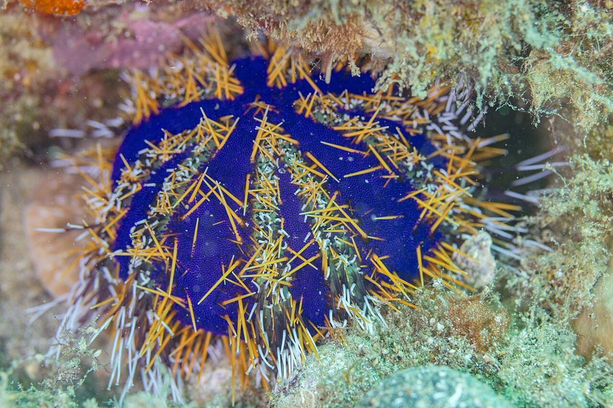 Photo of Collector Urchin (Tripneustes gratilla)