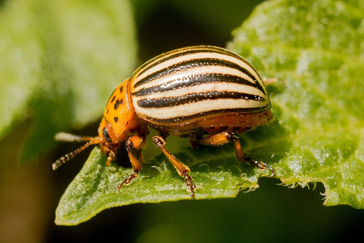 Photo of Colorado Potato Beetle (Leptinotarsa decemlineata)