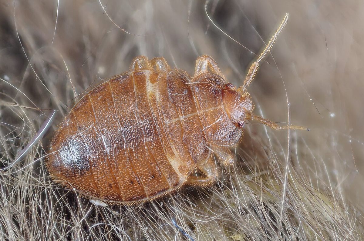 Photo of Common Bed Bug (Cimex lectularius)