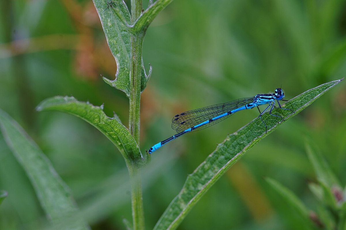 Photo of Common Blue Damselfly (Enallagma cyathigerum)