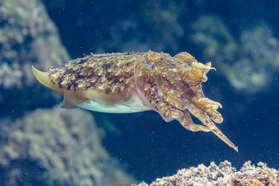 Photo of Common Cuttlefish (Sepia officinalis)