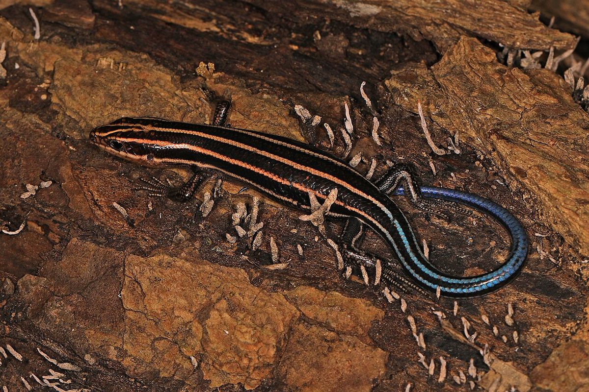 Photo of Common Five-lined Skink (Plestiodon fasciatus)