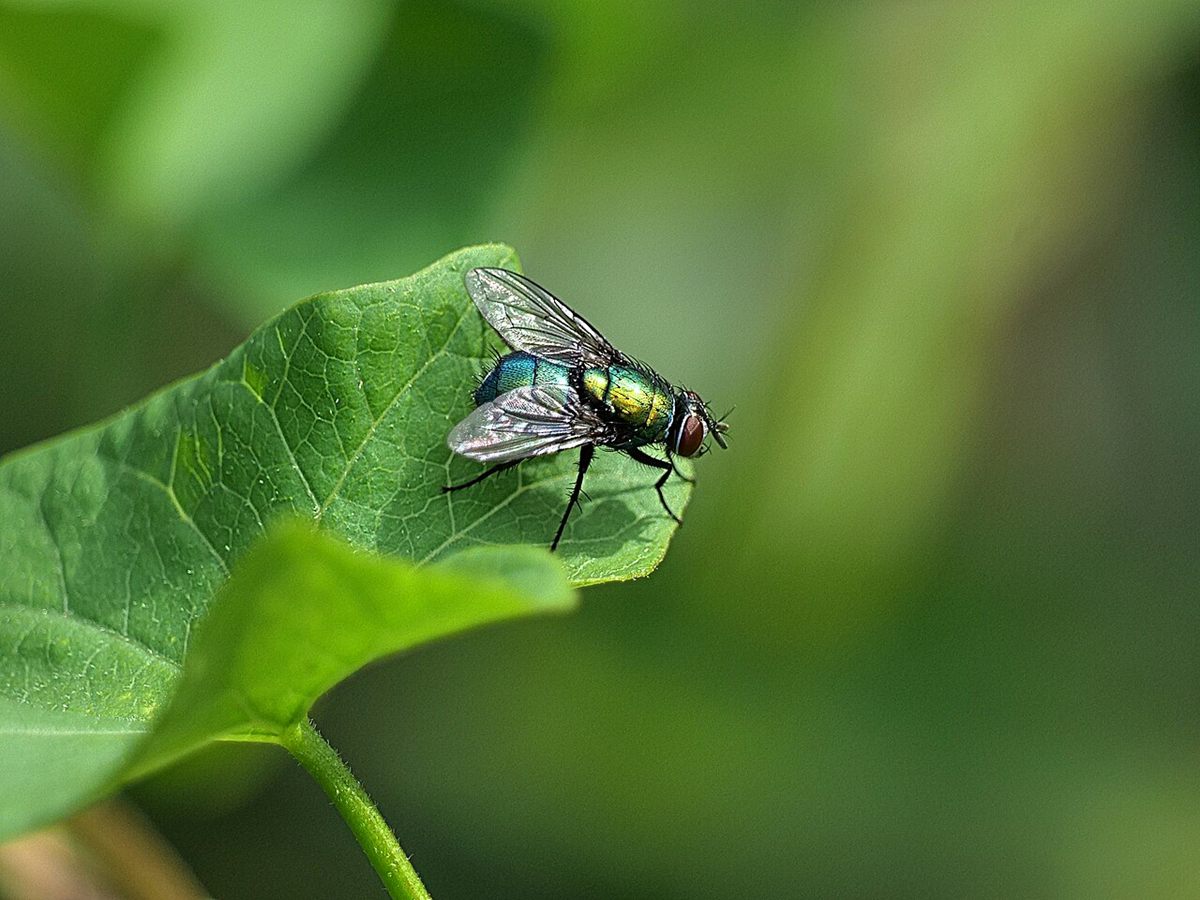 Photo of Common Green Bottle Fly (Lucilia sericata)