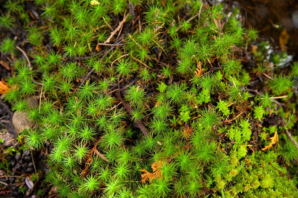 Photo of Common Haircap (Polytrichum commune)