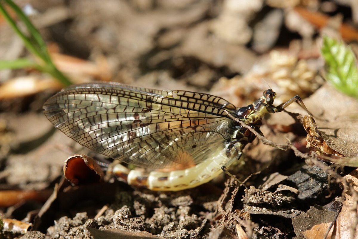 Photo of Common Mayfly (Ephemera vulgata)