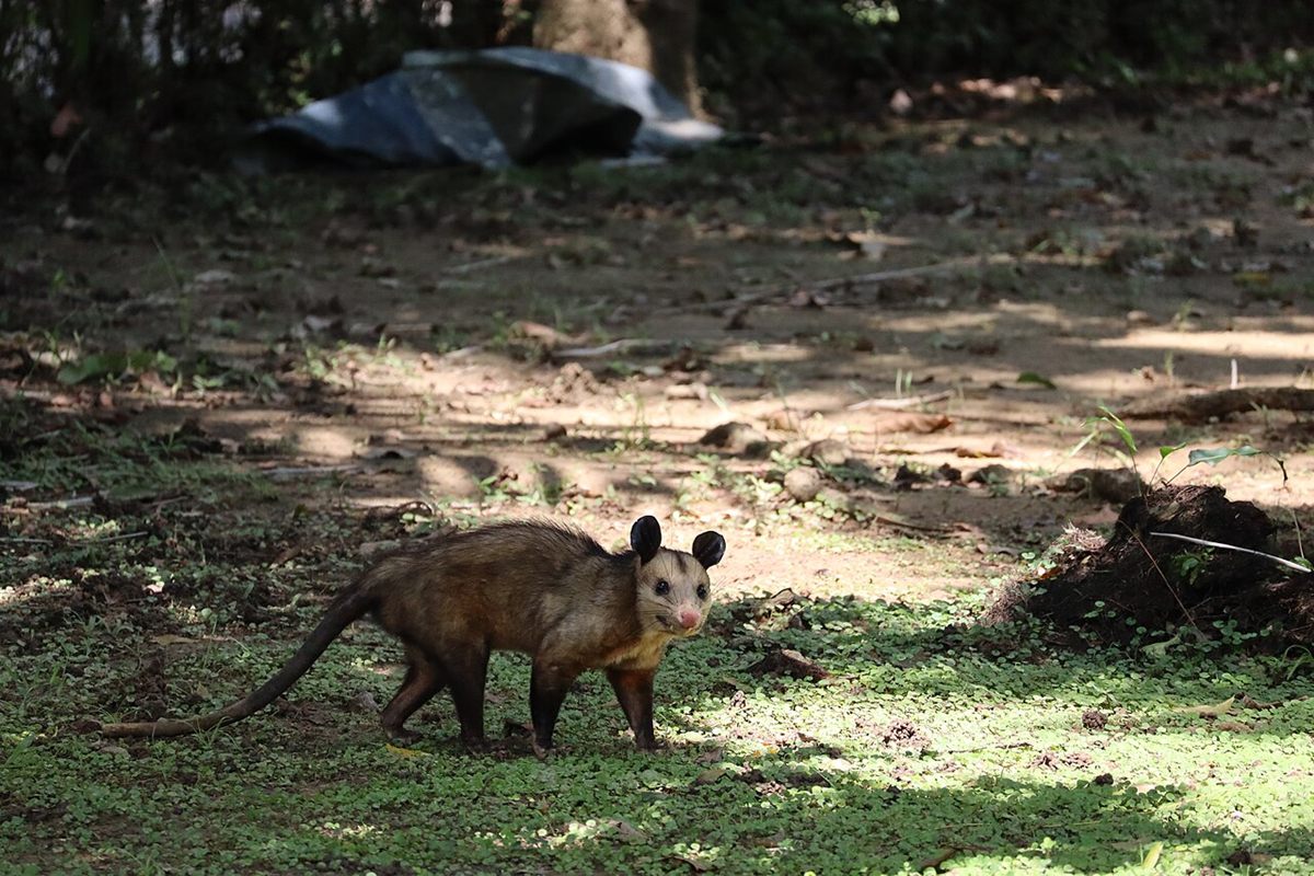 Photo of Common Opossum (Didelphis marsupialis)