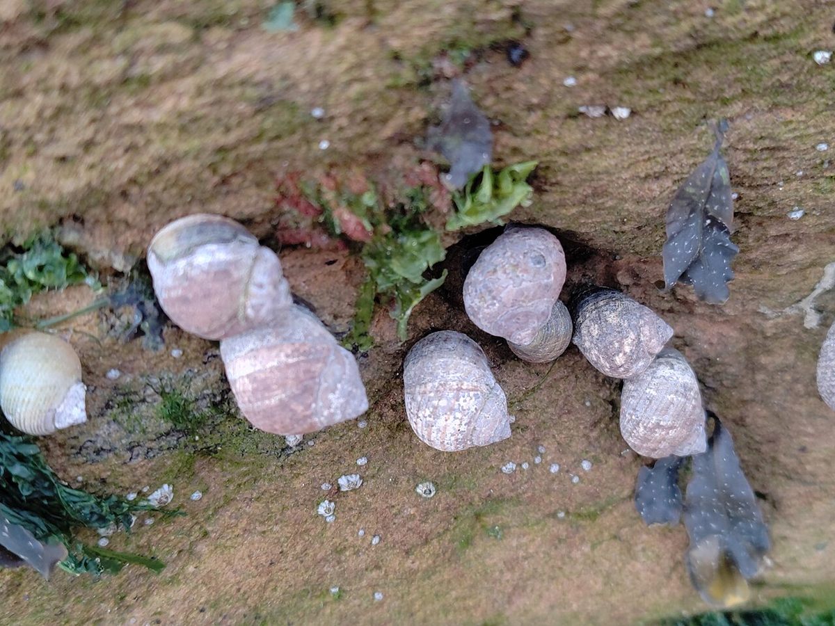Photo of Common Periwinkle (Littorina littorea)