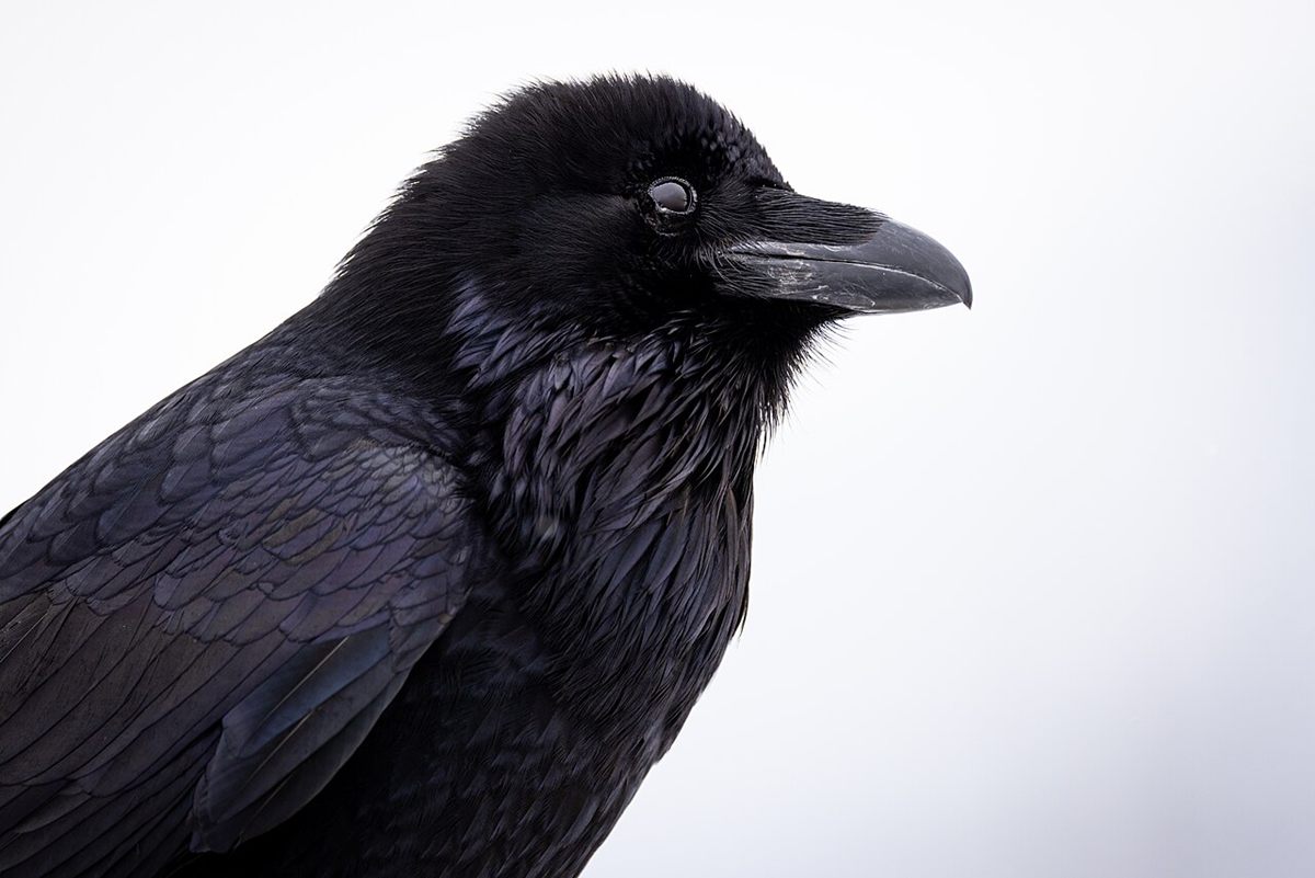 Photo of Common Raven (Corvus corax)