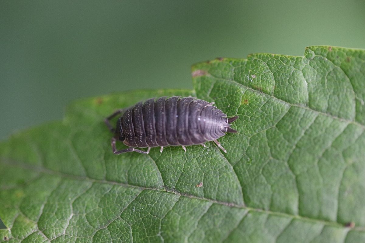 Photo of Common Rough Woodlouse (Porcellio scaber)