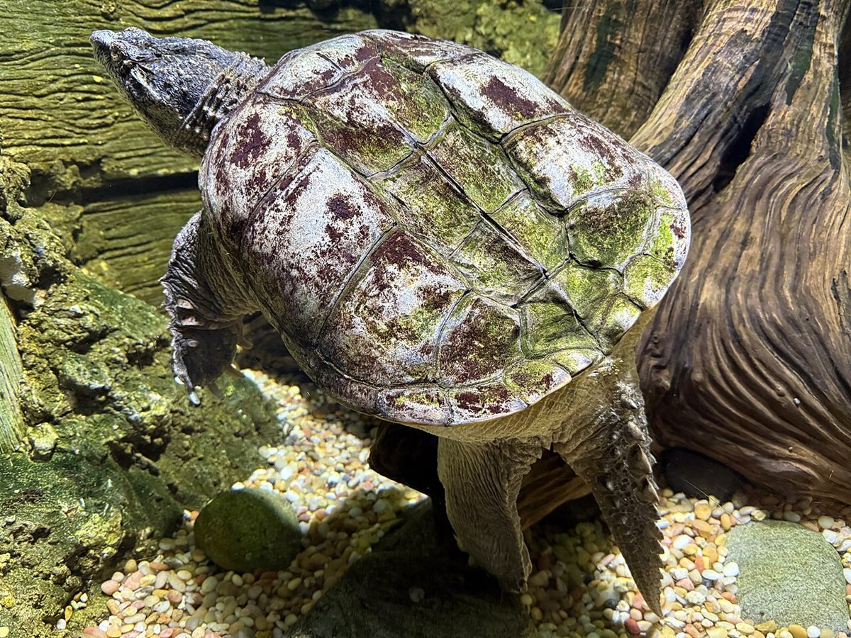 Photo of Common Snapping Turtle (Chelydra serpentina)